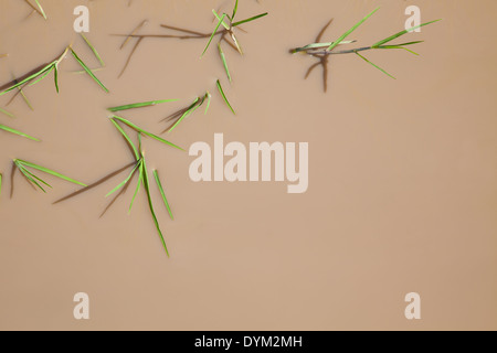 Close up of grass poking out from a muddy puddle forming a natural abstract image Stock Photo