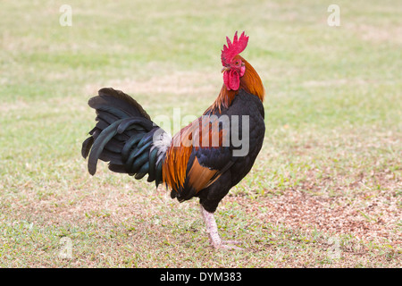 Kauai rooster (Gallus gallus domesticus) Stock Photo