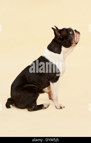 French bulldog sitting isolated on neutral background. Side view. Stock Photo