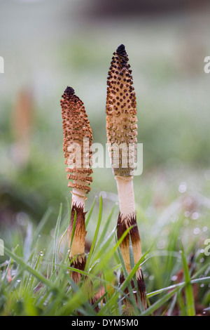 Great Horsetail - Equisetum telmateia fertile cones Stock Photo
