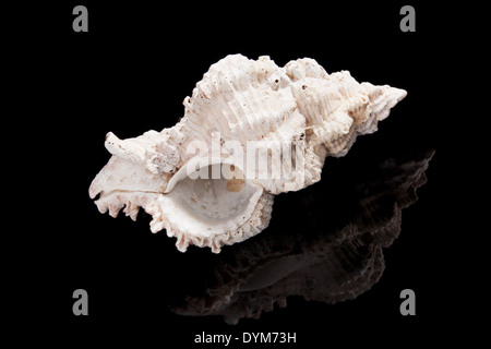 Big white seashell isolated on black background with reflection. Nature isolated in studio. Stock Photo