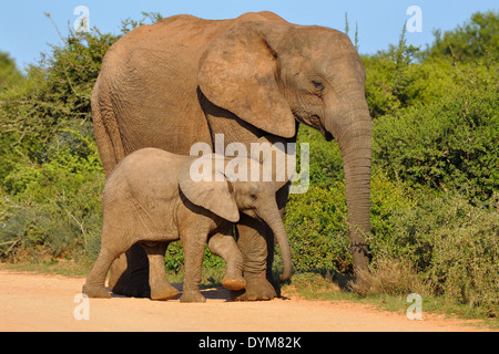 African elephants (Loxodonta africana), mother eating and baby rubbing against it, Addo Elephant National Park, South Africa Stock Photo