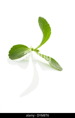 Stevia leaves isolated on white background. Culinary aromatic herbs. Stock Photo