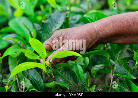 Hand of an elderly woman picking tea leaves, Ella, Uva, Sri Lanka Stock Photo