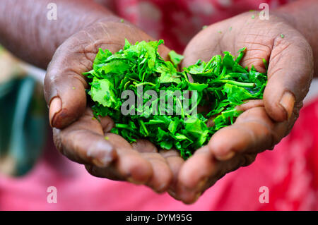 Elderly woman holding tea leaves in her hands, Ella, Uva, Sri Lanka Stock Photo