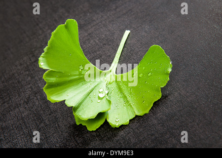 Fresh ginkgo leaf with water drops on black background. Natural healthy food supplement. Stock Photo