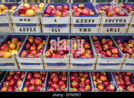 Apples in fruit boxes with the writing 'One apple a day keeps the doctor away', market stall, Erfurt, Thuringia, Germany Stock Photo