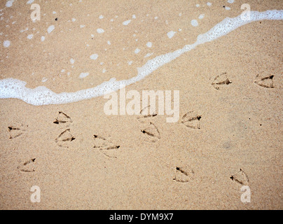 Bird footprints on sand, vignetting effect and shallow field of depth. Stock Photo