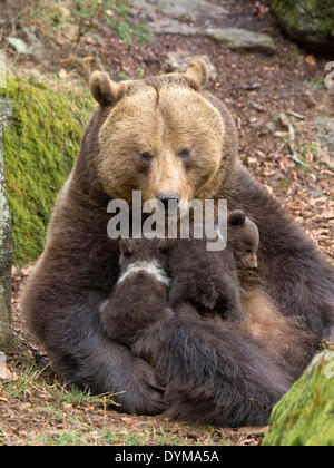 female bear suckles her cubs Stock Photo - Alamy
