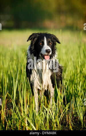 Adult Border Collie Dog Standing in a Meadow Stock Image - Image of collie,  grass: 133920371