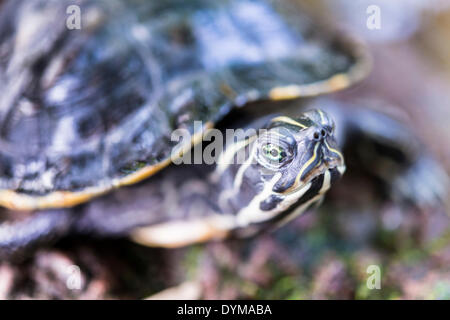 Florida Redbelly Turtle (Pseudemys nelsoni), native to Florida Stock Photo