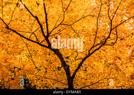 Autumn colors in the forest Toyooka Japan Stock Photo