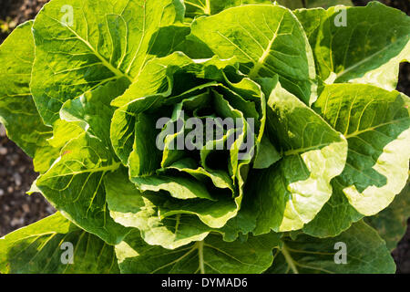 Cabbage (Brassica oleracea), from above Stock Photo