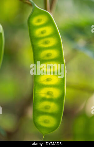 Seed pod, Albizia or Plume Albizia (Paraserianthes lophantha) Stock Photo