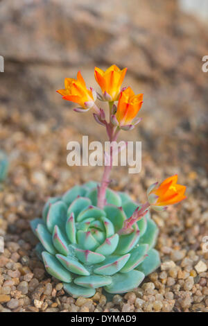 Echeveria or Painted Lady (Echeveria derenbergii) with orange flowers, native to Mexico Stock Photo