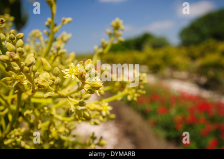 Blossoms in an avocado Plantation. Photographed in Israel in March Stock Photo