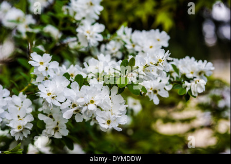 Exochorda macrantha 'The Bride' pearl bush Stock Photo