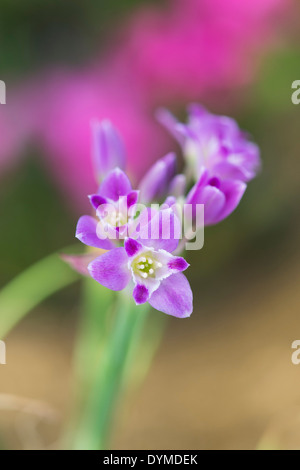 Allium crispum. Crinkled onion. Wild onion flower Stock Photo