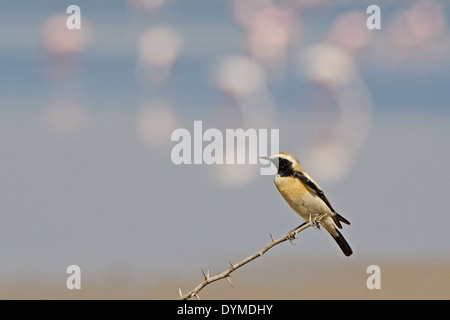 Desert Wheatear (Oenanthe deserti) with flamingos in background, Stock Photo