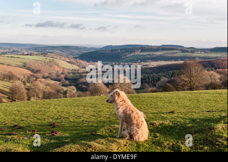 A rough coated lurcher dog on Stonewall Hill near Knighton, Powys, in the Welsh borders. The view south over the quiet Herefordshire countryside Stock Photo