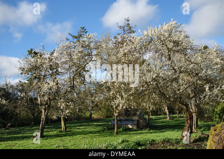 Plum trees in bloom in spring, in an old Herefordshire orchard Stock Photo