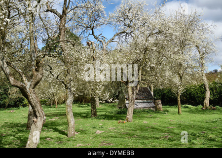 Plum trees in bloom in spring, in an old Herefordshire orchard Stock Photo