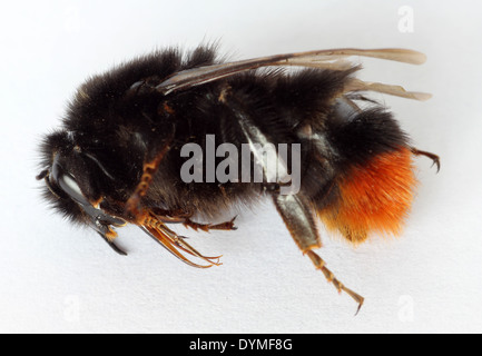 dead red tailed bubble bee Bombus lapidarius macro image Stock Photo