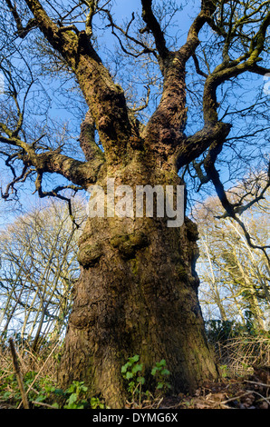 Ancient Pear tree on a nature reserve in the Herefordshire UK countryside Stock Photo