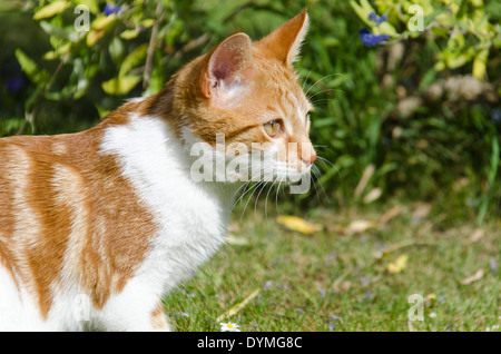 Ginger cat exploring in a garden Stock Photo