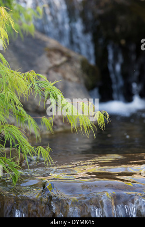 Acer palmatum Dissectum 'Green Mist'. Smooth Japanese maple tree leaves overhanging a waterfall at RHS Wisley Gardens. UK Stock Photo