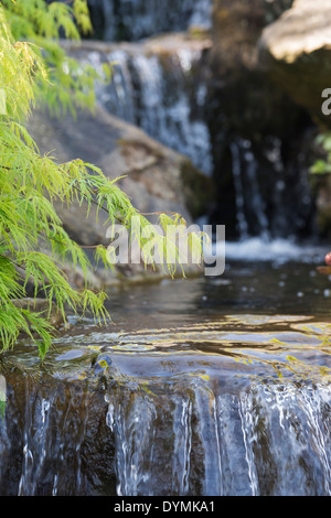 Acer palmatum Dissectum 'Green Mist'. Smooth Japanese maple tree leaves overhanging a waterfall at RHS Wisley Gardens. UK Stock Photo