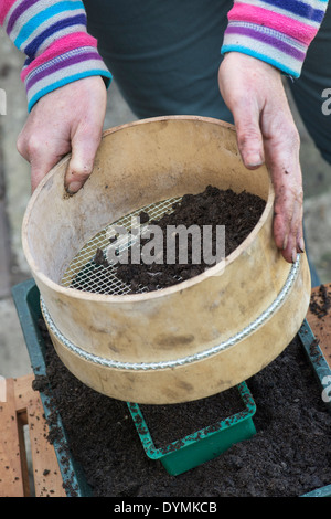 Gardener sieving compost into a seed tray before planting seeds Stock Photo