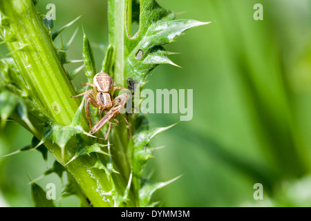 in the bushes, this spider caught a fly Stock Photo