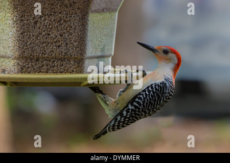 Red bellied Woodpecker (Melanerpes Carolinus hanging from bird feeder to eat Stock Photo