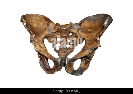 Pelvis Of Neanderthal Man Stock Photo