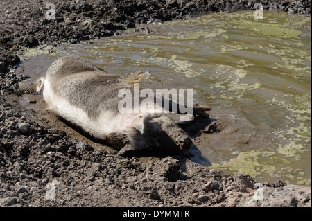 A pink pig wallowing in a mud bath England UK Stock Photo