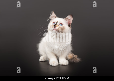 Siberian forest kitten on dark background Stock Photo