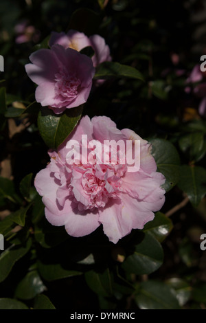 Pink Camelia Stock Photo