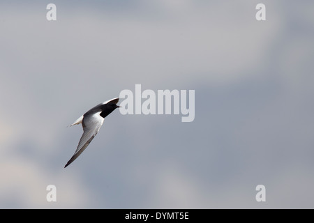 A summer-plumaged adult White-winged Tern in flight against the sky, Manavgat, Turkey. Stock Photo