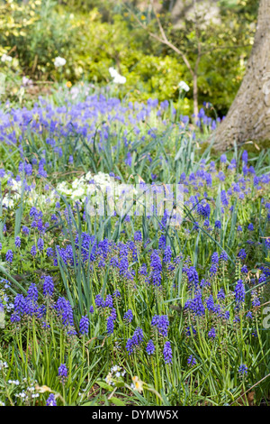 spring flowers in an English ancient woodland Stock Photo