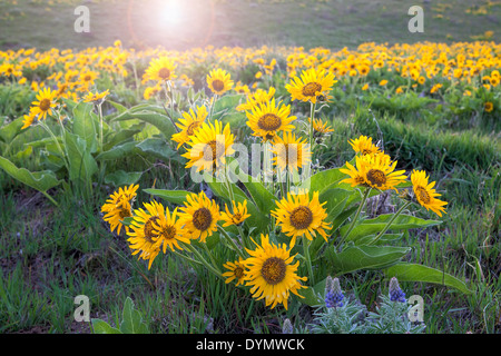 Arrowleaf Balsamroot Wildflowers Blooming in Spring Along Columbia River Gorge Stock Photo