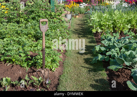 a small vegetable veg garden patch allotment with garden fork grass path in summer UK - potatoes growing and various vegetables and a flower border UK Stock Photo