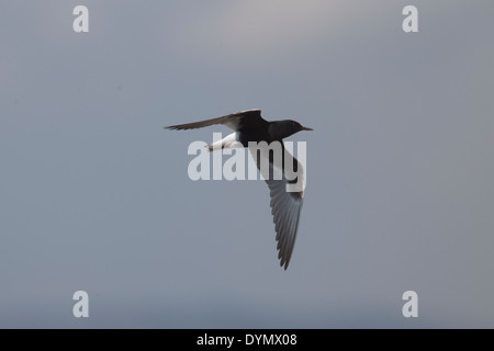 A summer-plumaged adult White-winged Tern in flight against a blue sky, Manavgat, Turkey. Stock Photo