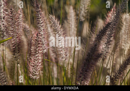 Close up Pennisetum alopecuroides 'Hameln' Dwarf Fountain Grass. Spain. Stock Photo