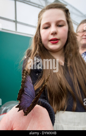 Butterfly Exhibition at The Natural History Museum in London Stock Photo