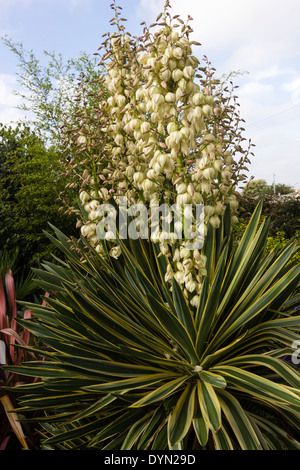 Multi headed Yucca gloriosa 'Variegata' flowering in a Plymouth garden Stock Photo