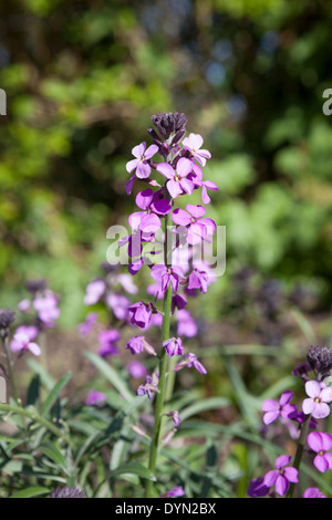 Erysimum ‘Bowles’ Mauve’ the evergreen perennial wallflower in a sunny garden in Cambridge, England, UK Stock Photo