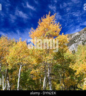 Colorful trees in Lundy Canyon in autumn Stock Photo