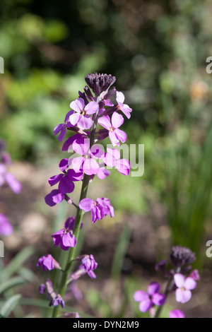 Erysimum ‘Bowles’ Mauve’ the evergreen perennial wallflower in a sunny garden in Cambridge, England, UK Stock Photo