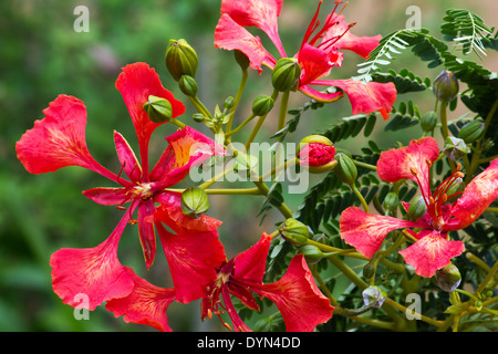 Royal Poinciana or Flamboyant flowers Stock Photo